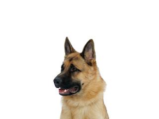 german sheep dog rantonina bismark in(to;at) half of the profile