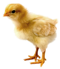 chick