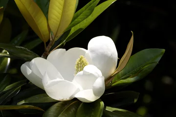 Zelfklevend Fotobehang southern magnolia © Sylvana Rega