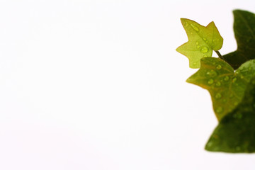 wassertropfen auf efeu