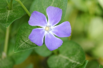 Fototapeta premium purple spring