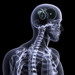 skeleton x-ray - wheels a turning