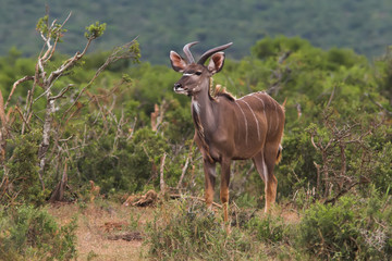 juvenile kudu male