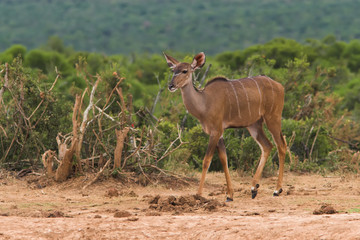 kudu female