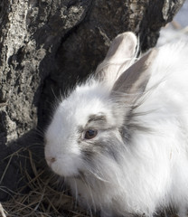 the royal lionhead's rabbit