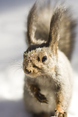 squirrel on the blurred snow