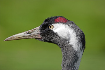 crane