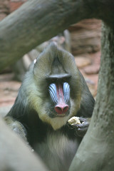ape mandrill