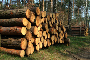 timber industry