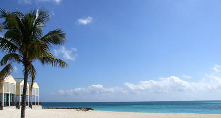pristine sandy beach palm