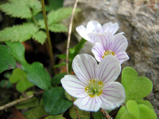 oxalis