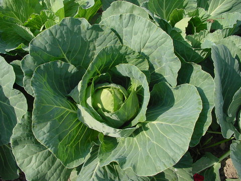 cabbage close-up in the field