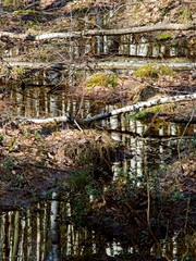 Fototapeta na wymiar reflection forest