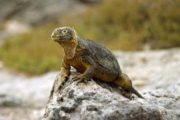 land iguana