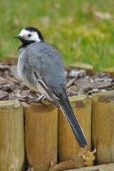 une mésange pause