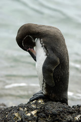 galapagos penguin