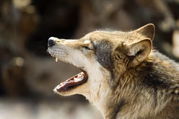 Papier Peint photo autocollant Loup le loup hurlant