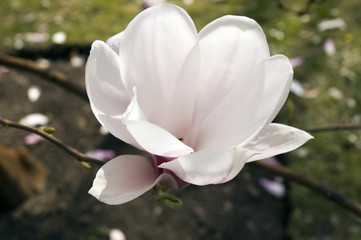 single magnolia bloom