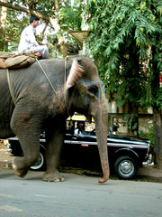 elephant sacré et taxi