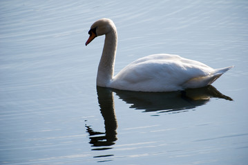 swan