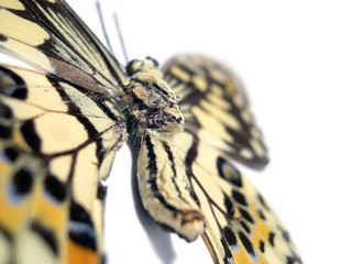 Obraz na płótnie Canvas butterfly (spot swordtail) closeup
