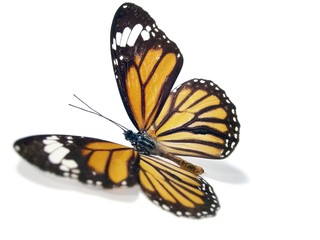 butterfly (monarch)