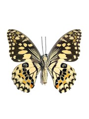 Obraz na płótnie Canvas Motyl (mieczyki spot)