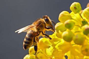 die Biene in Blüte