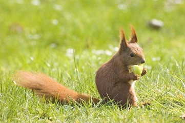 eichhörnchen