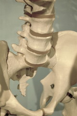 anatomy
