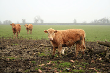cows in a field