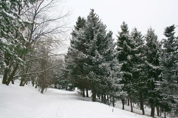 winter landscape