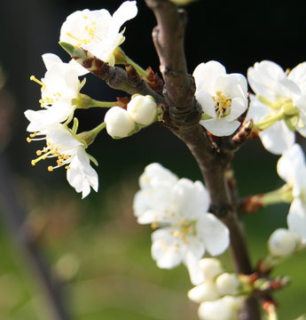 plum blossom