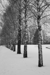 black and white winter landscape