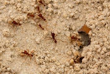 fire ants hard at work building their hole in the soft ground