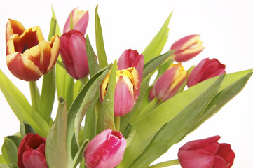 Naklejka premium tulips