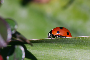 ladybug