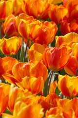 orange tulips