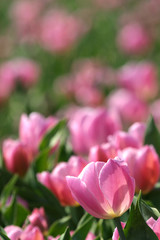 dutch pink tulips