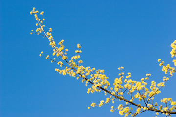blooming branch