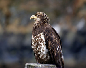young eagle