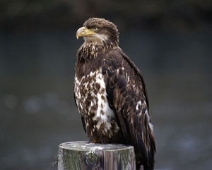young eagle