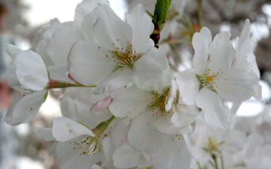 fleurs de cerisier