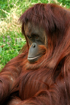 orang-outang