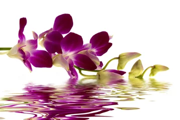 Gordijnen purple orchid © BVDC