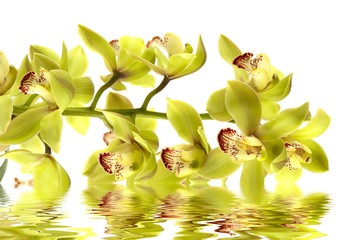orchid