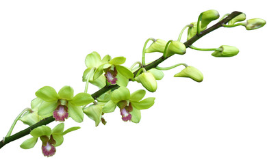 green orchids
