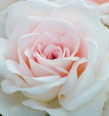 a pink rose