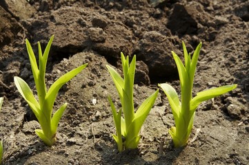 Fototapeta premium small sprout