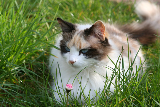chatte dans l'herbe